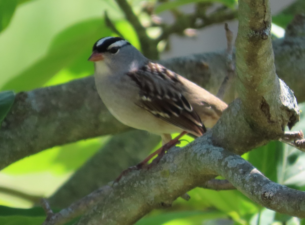 White-crowned Sparrow - ML618936969