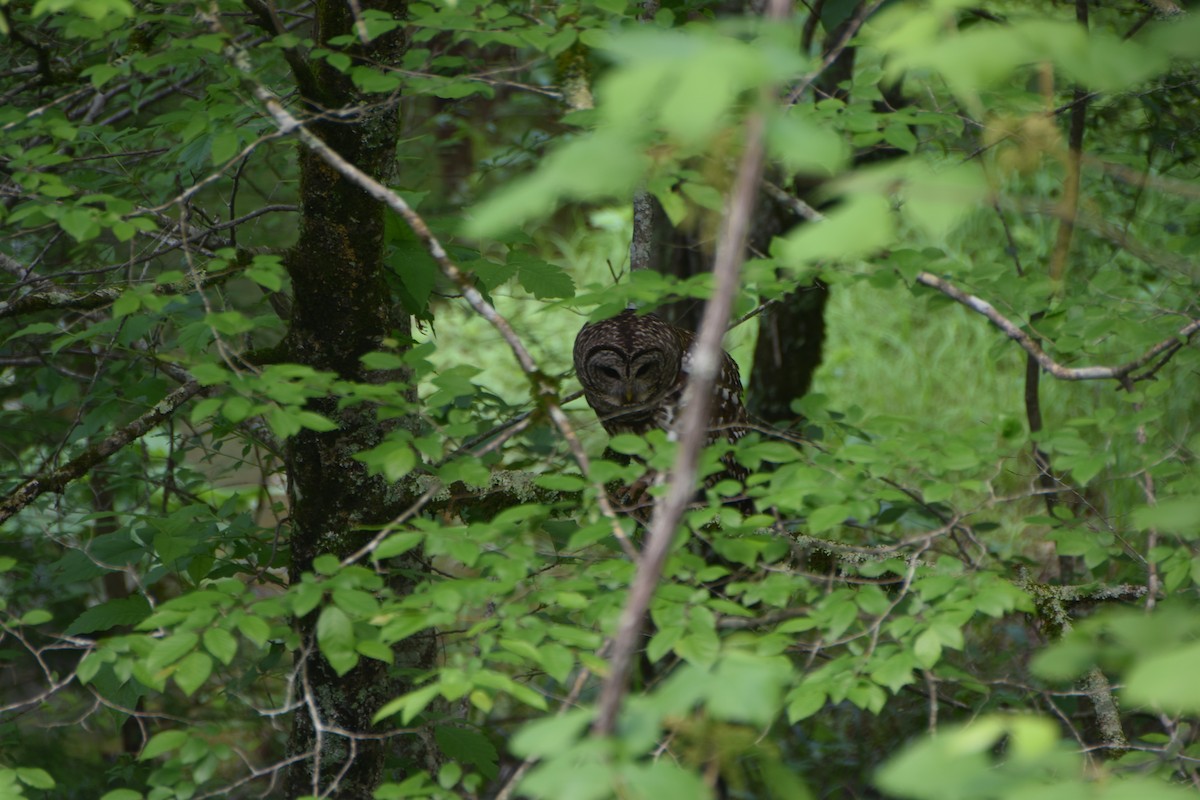 Barred Owl - Anonymous