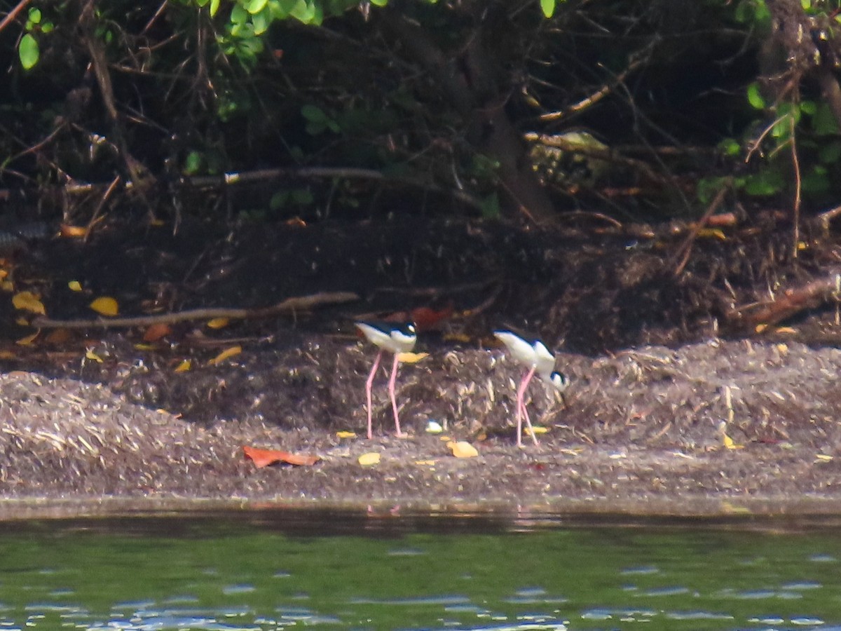 Black-necked Stilt - ML618936980