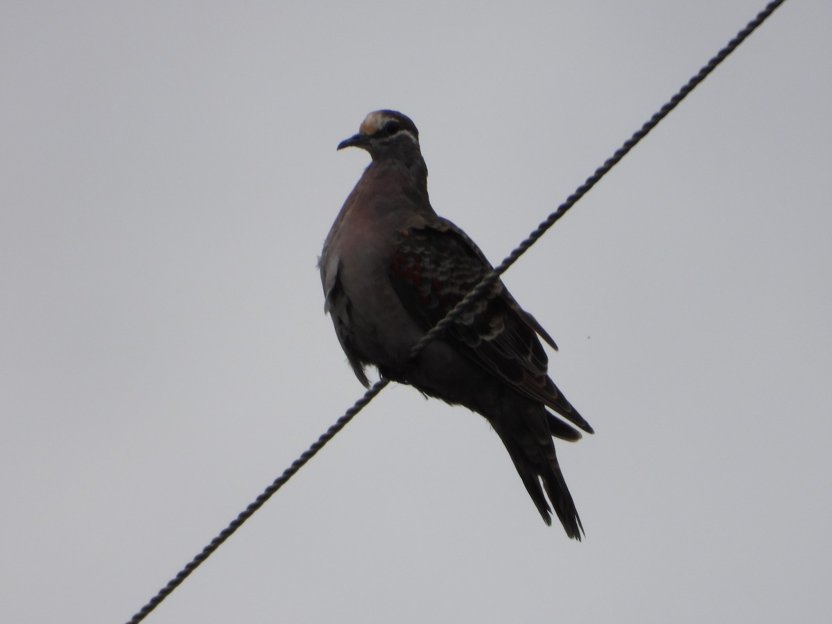 Common Bronzewing - troy and karyn zanker