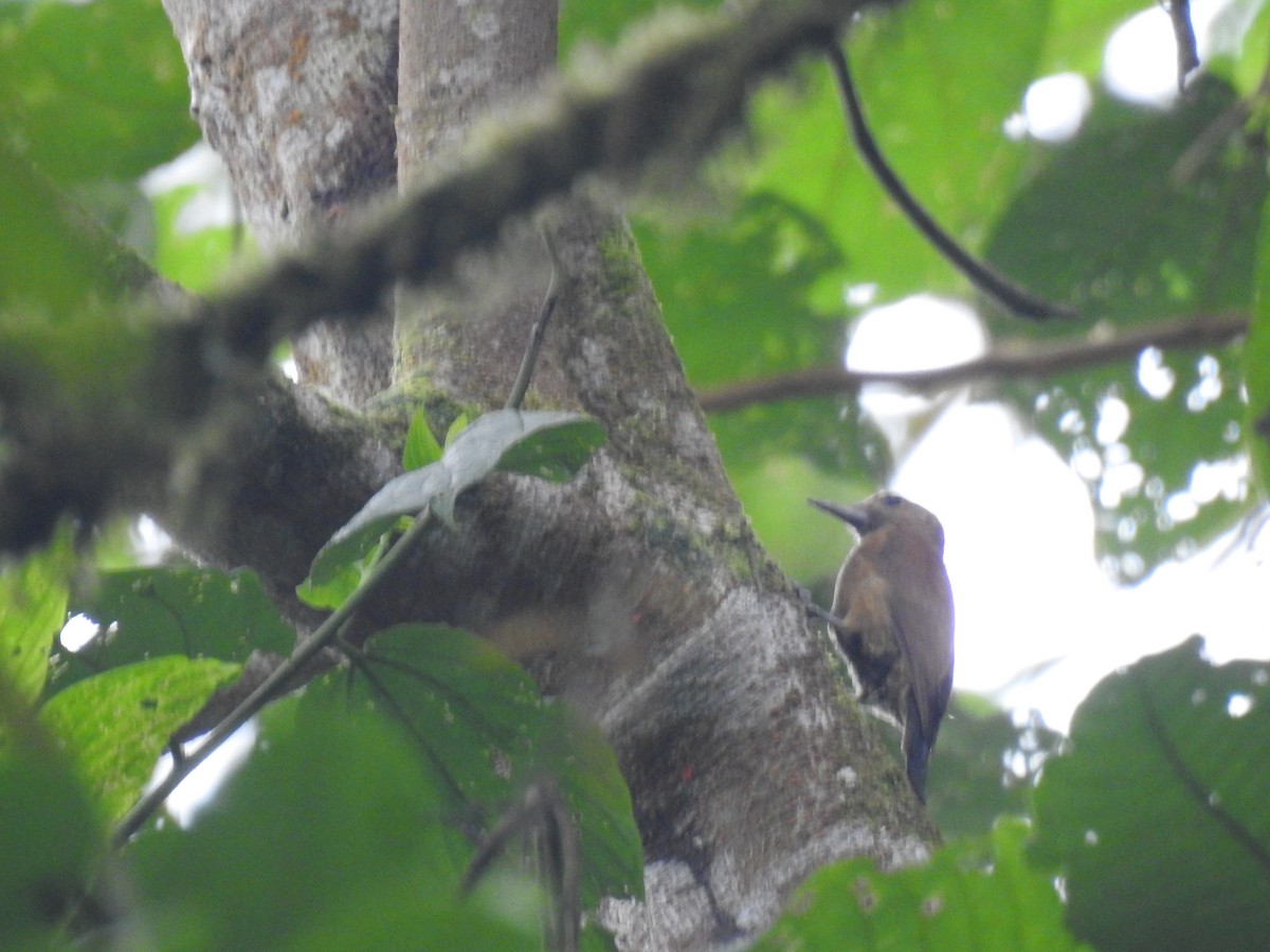 Smoky-brown Woodpecker - fabian castillo