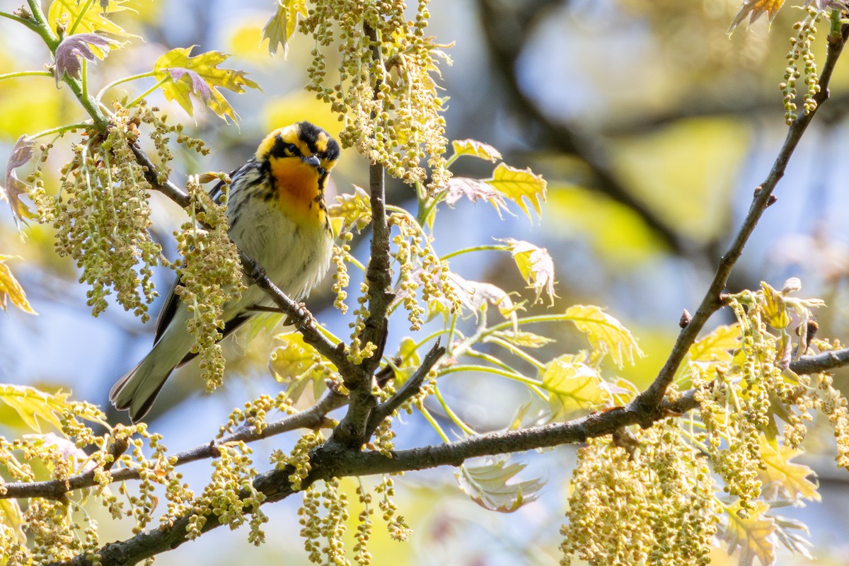 Blackburnian Warbler - ML618936994