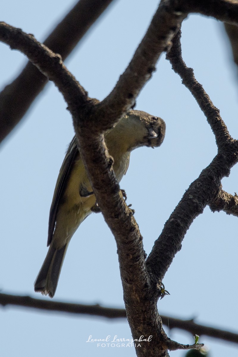 vireo sp. - Leonel Larrazábal