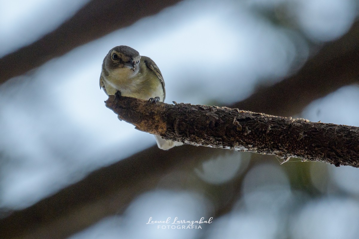 vireo sp. - Leonel Larrazábal