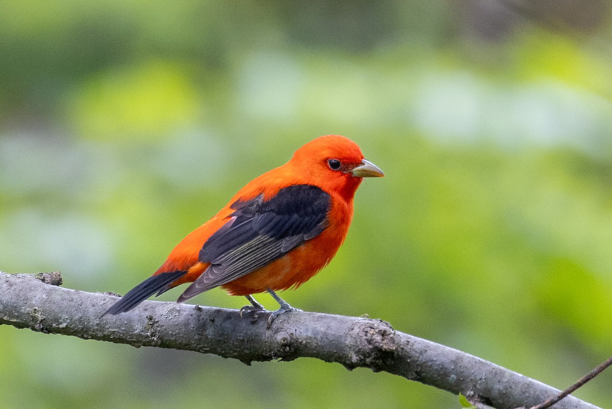 Scarlet Tanager - Edward Grzeda