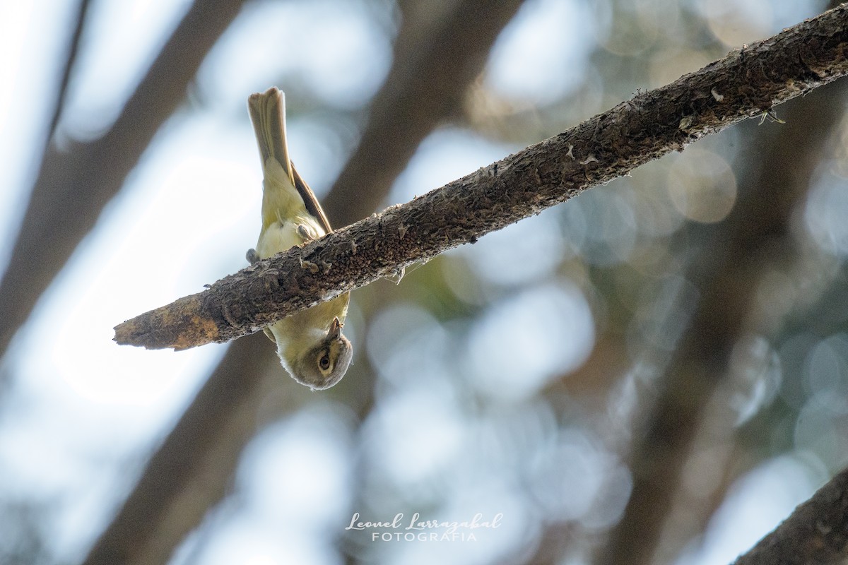 vireo sp. - Leonel Larrazábal