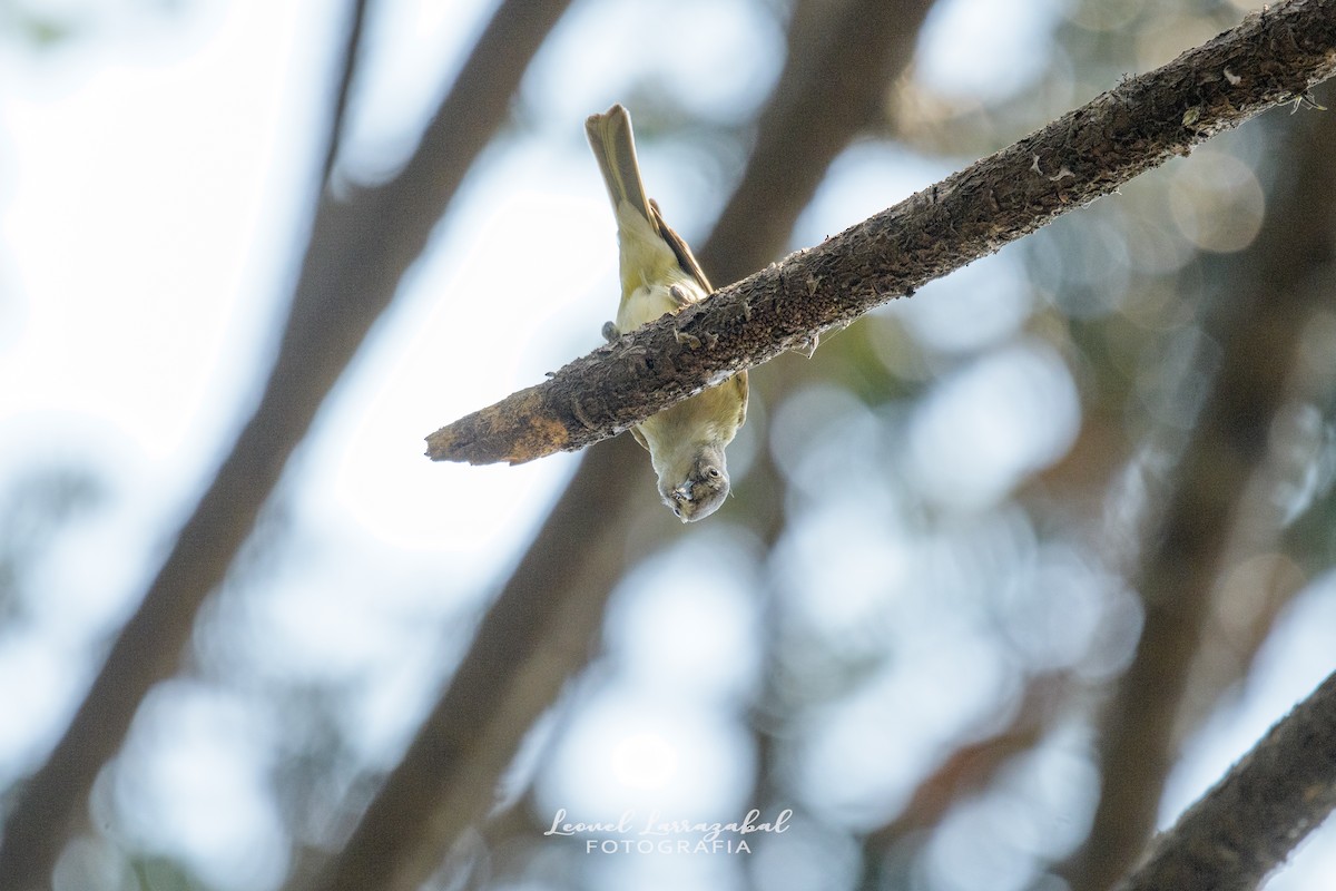 vireo sp. - Leonel Larrazábal