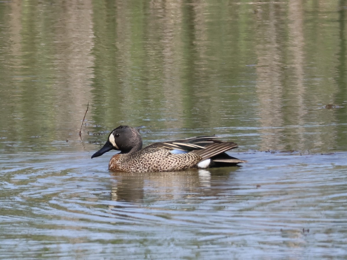 Blue-winged Teal - Joanne Morrissey