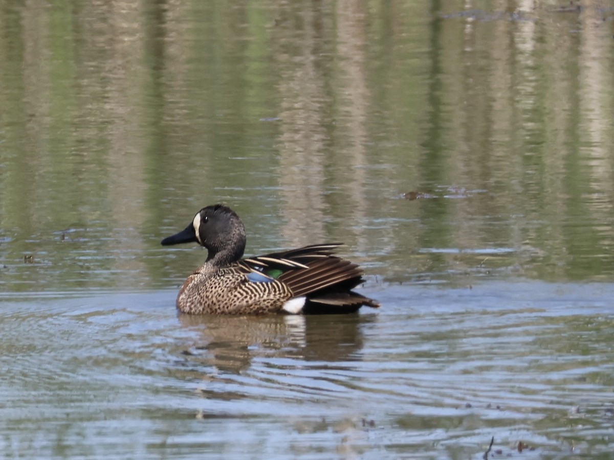 Blue-winged Teal - Joanne Morrissey