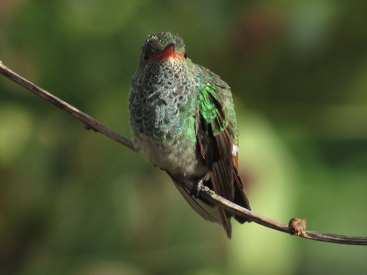 Rufous-tailed Hummingbird - Roberto Segundo Ospino Torres