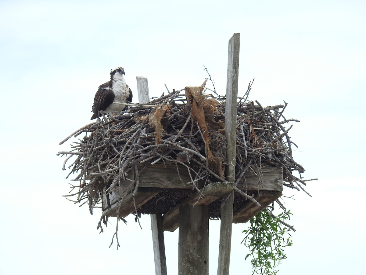 Osprey (carolinensis) - ML618937042