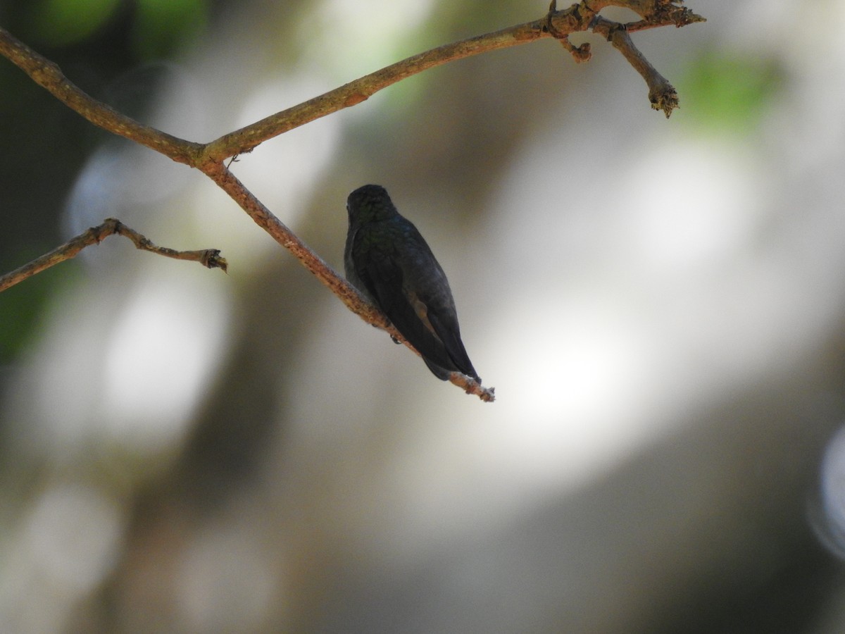 Green-bellied Hummingbird - Jose Esteban Cortes Rodríguez