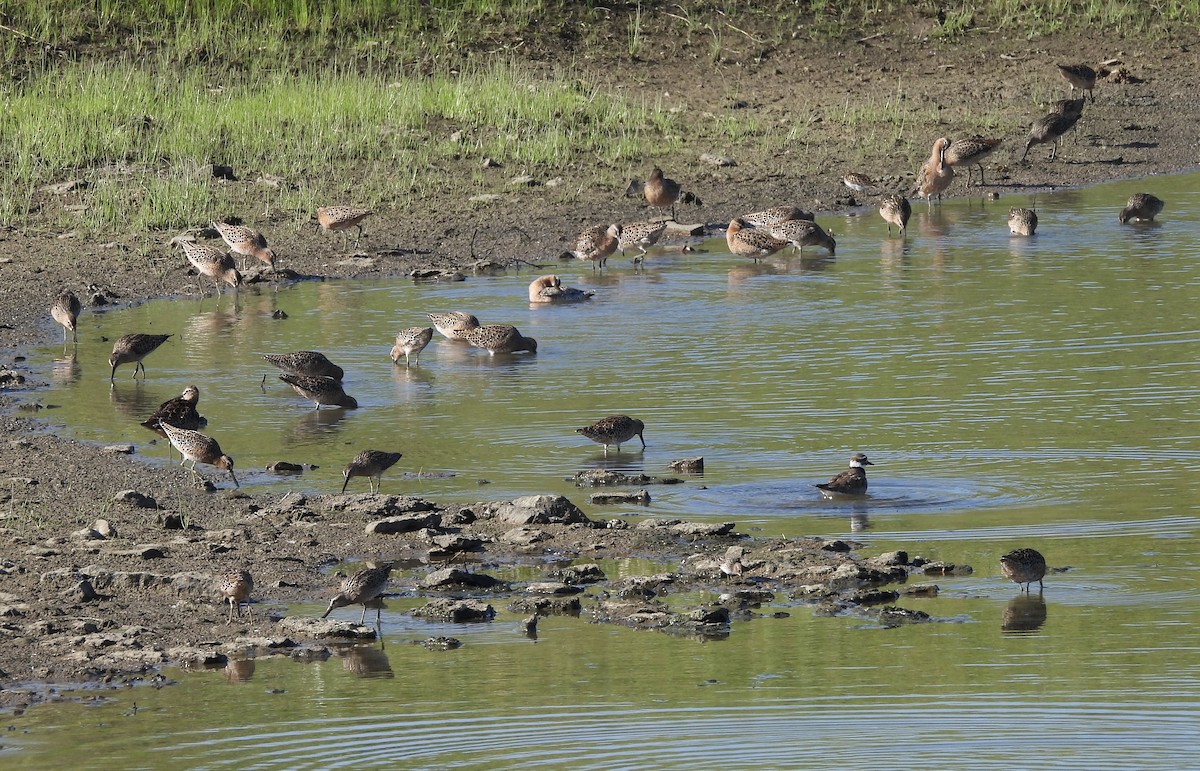 Short-billed Dowitcher - ML618937047