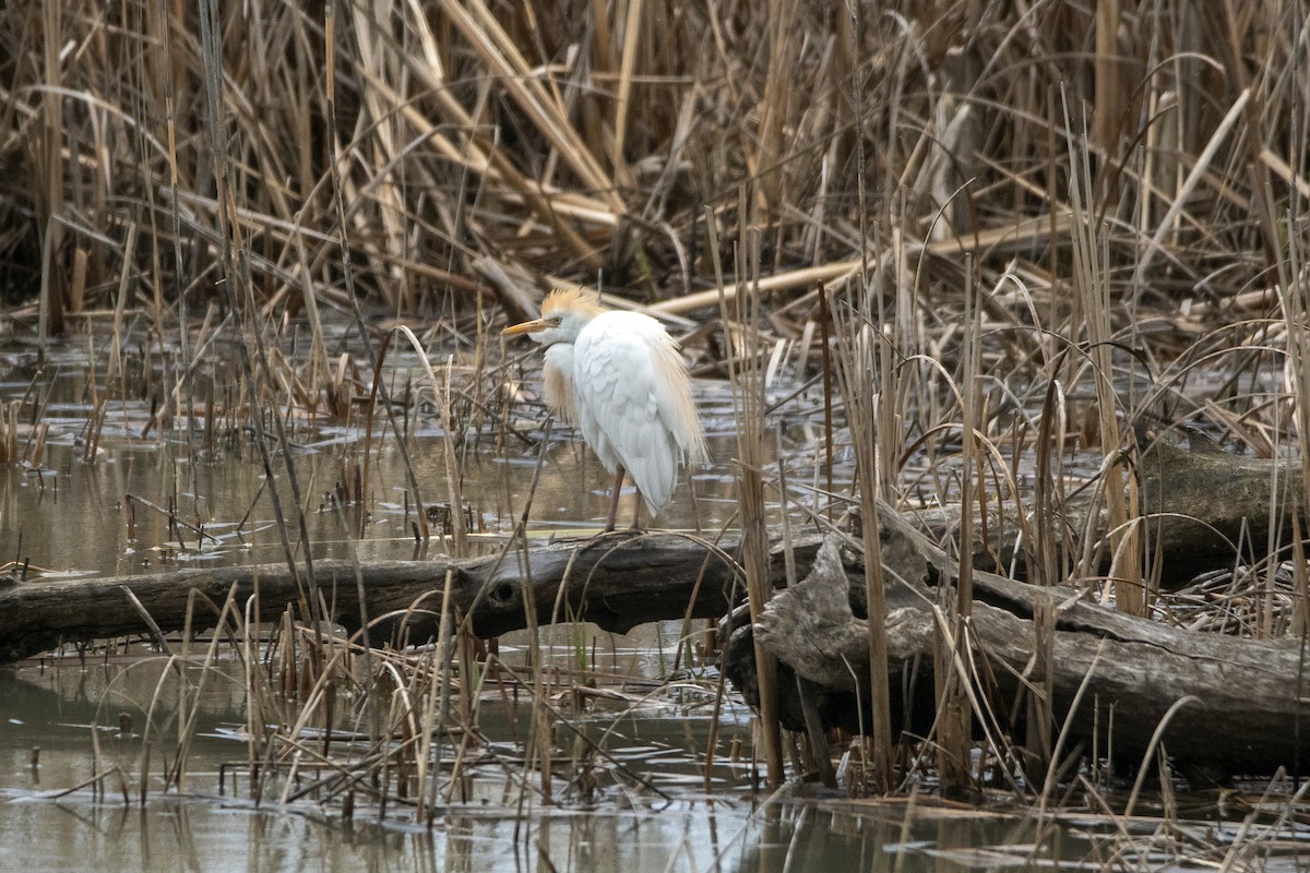 Western Cattle Egret - Peter Sproule