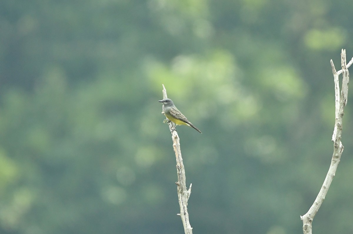 Cassin's Kingbird - Héctor Moncada