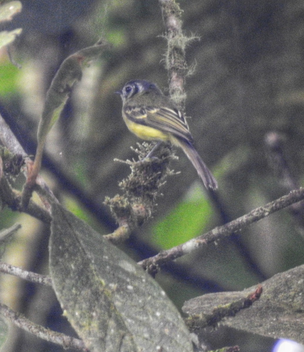 Ashy-headed Tyrannulet - fabian castillo