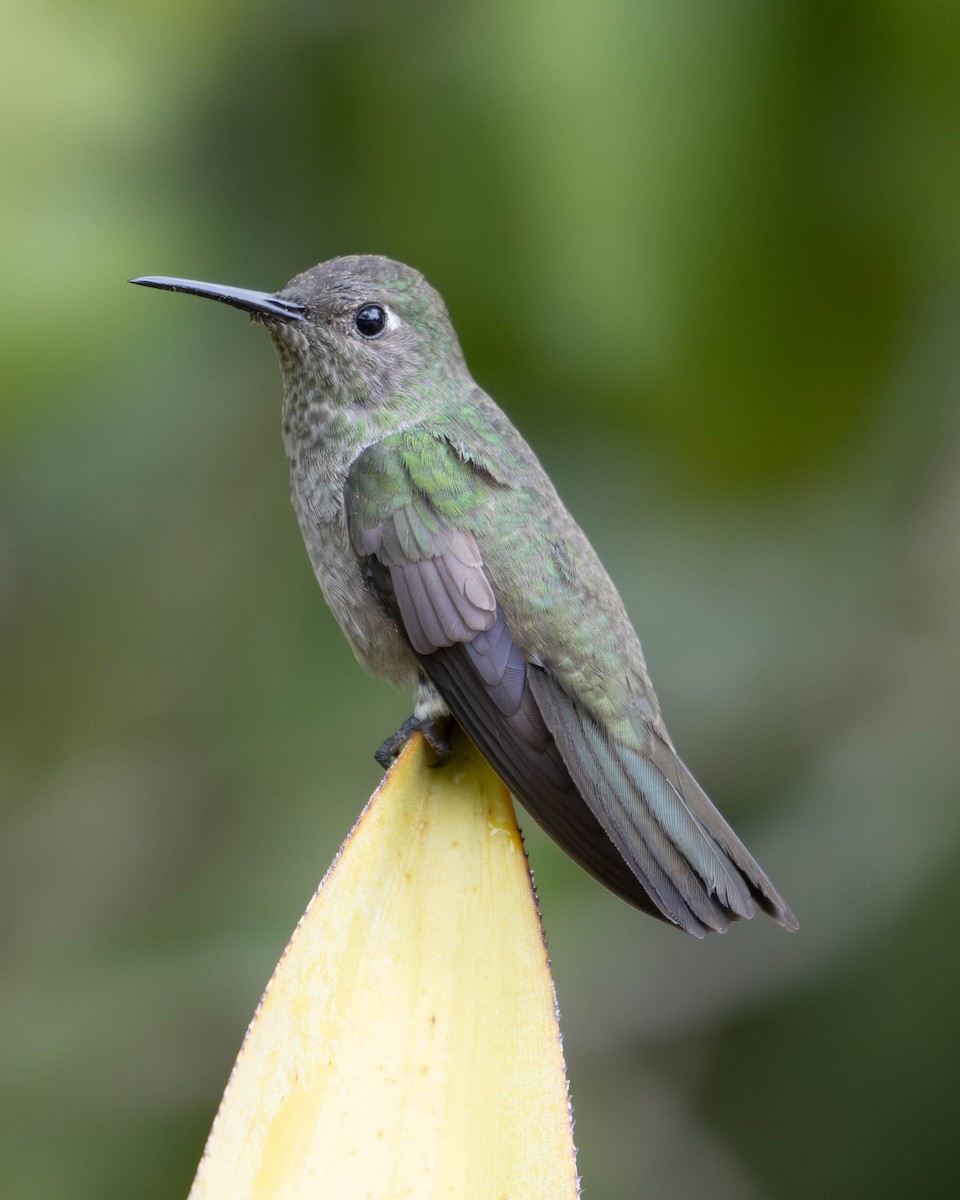 Colibrí Apagado - ML618937074