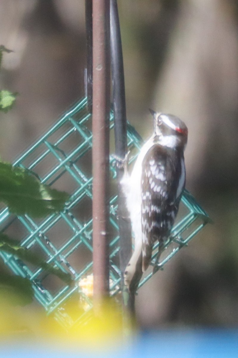 Downy Woodpecker - Martha Huestis