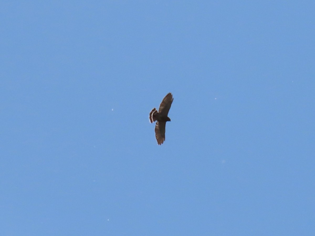 Broad-winged Hawk - Aaron Pietsch