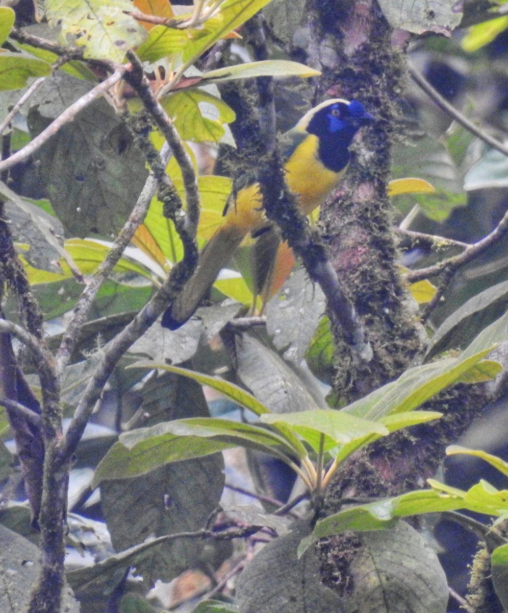 Green Jay - ML618937101