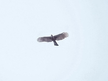 Philippine Hawk-Eagle - Lars Mannzen