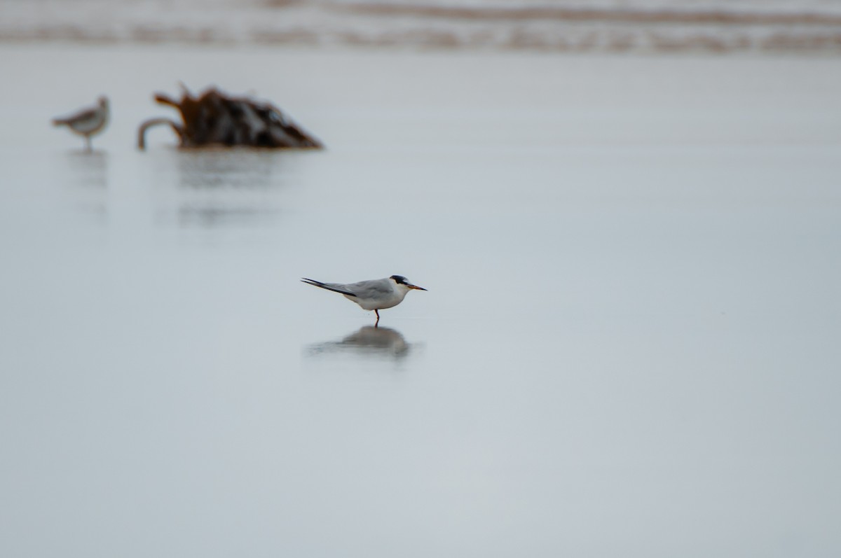 Little Tern - ML618937110