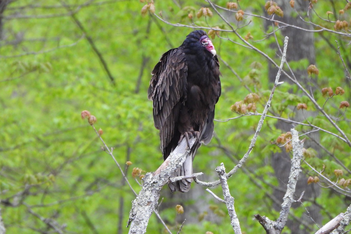 Turkey Vulture - Yana Levchinsky