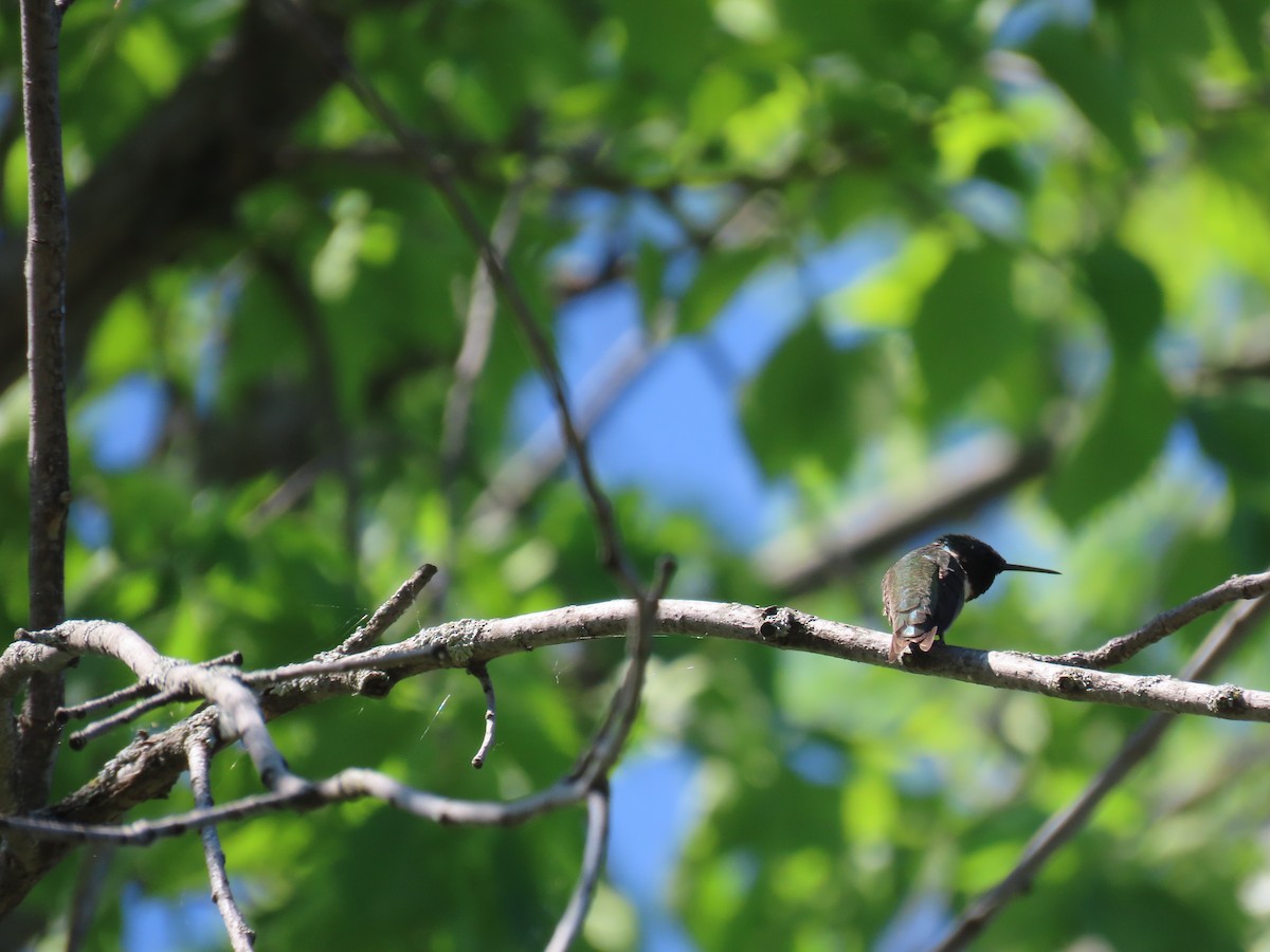 Ruby-throated Hummingbird - Aaron Pietsch