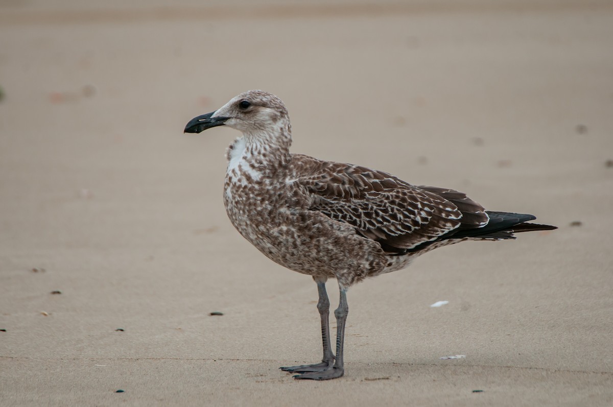 Kelp Gull - ML618937142