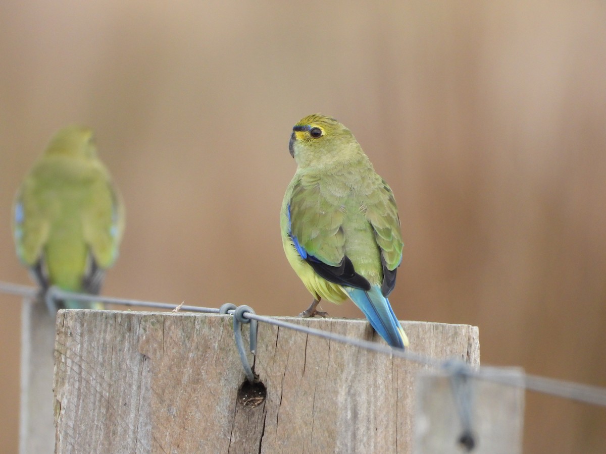 Blue-winged Parrot - troy and karyn zanker