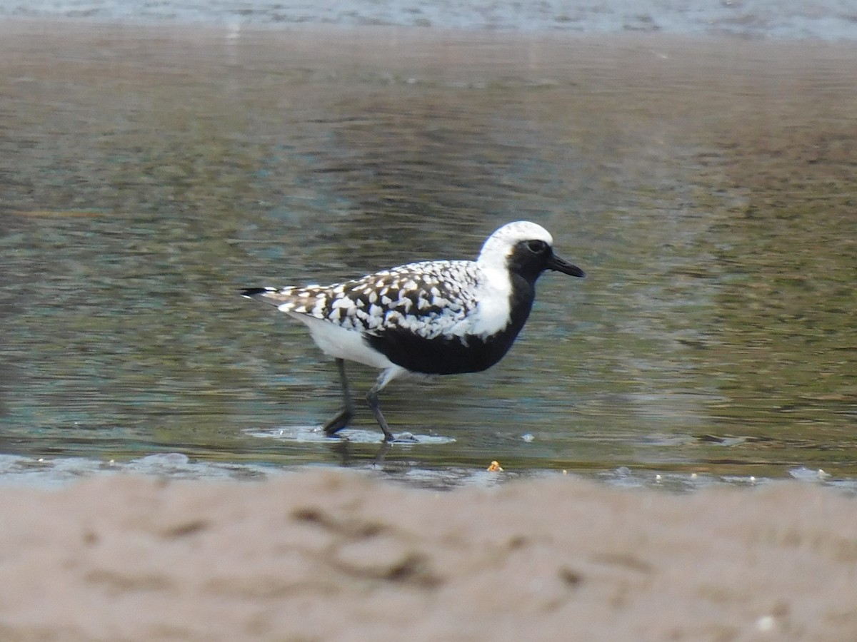 Black-bellied Plover - Luis Manuel Gómez