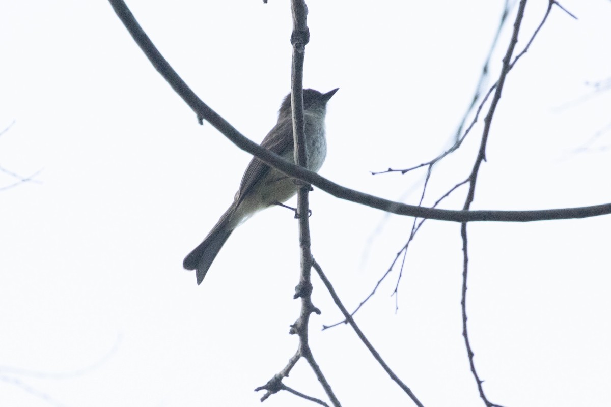 Eastern Phoebe - dan davis