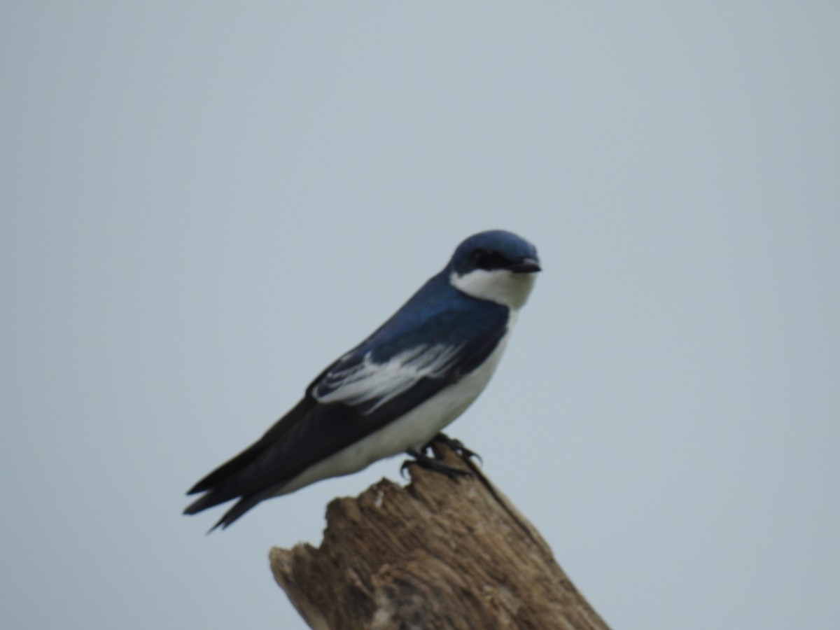 White-winged Swallow - Diana Patricia Deaza Curico