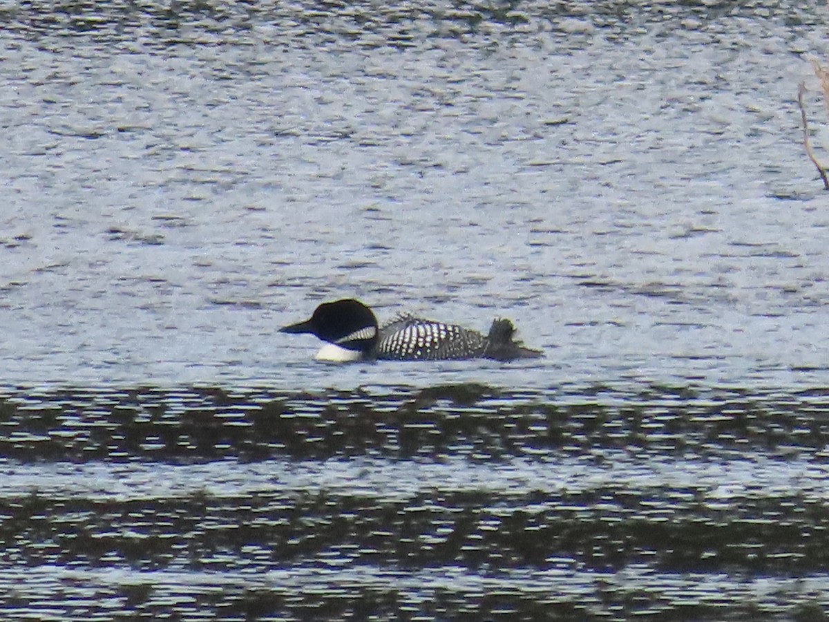 Common Loon - Mabel Bredahl