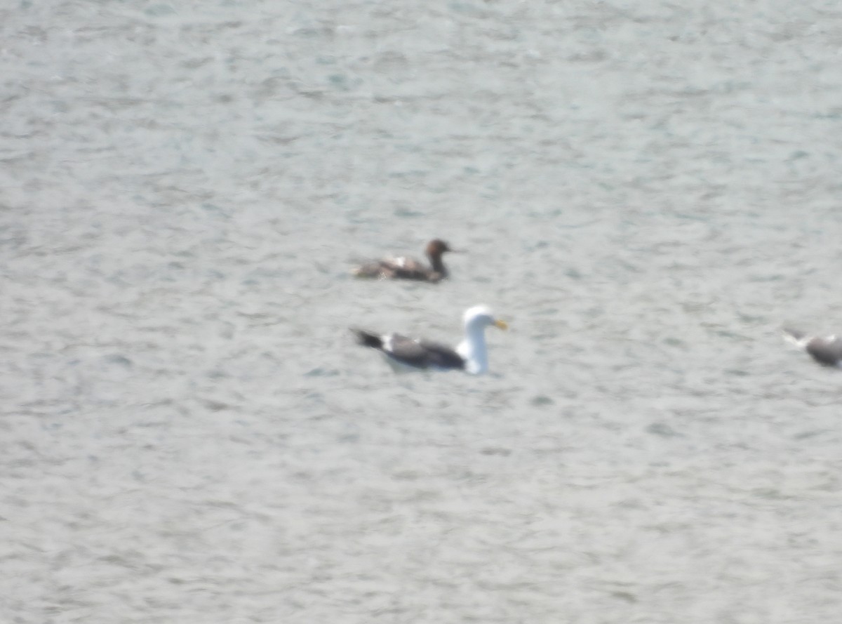 Red-breasted Merganser - Celic Montoya