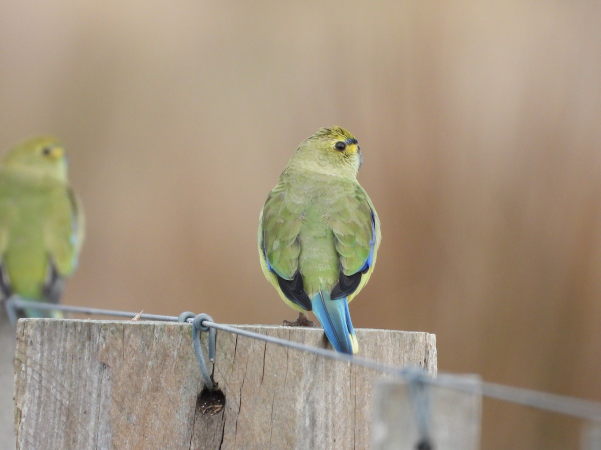 Blue-winged Parrot - troy and karyn zanker