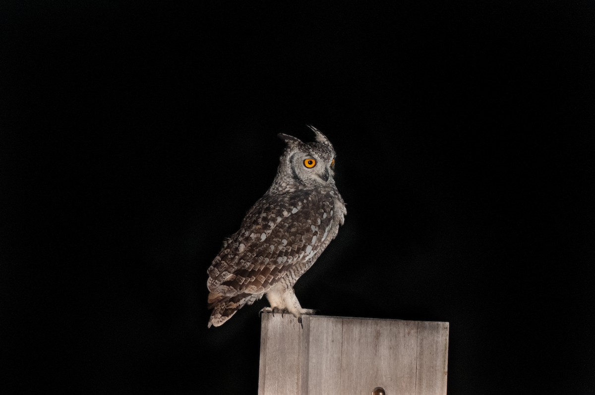 Spotted Eagle-Owl - Dominic More O’Ferrall