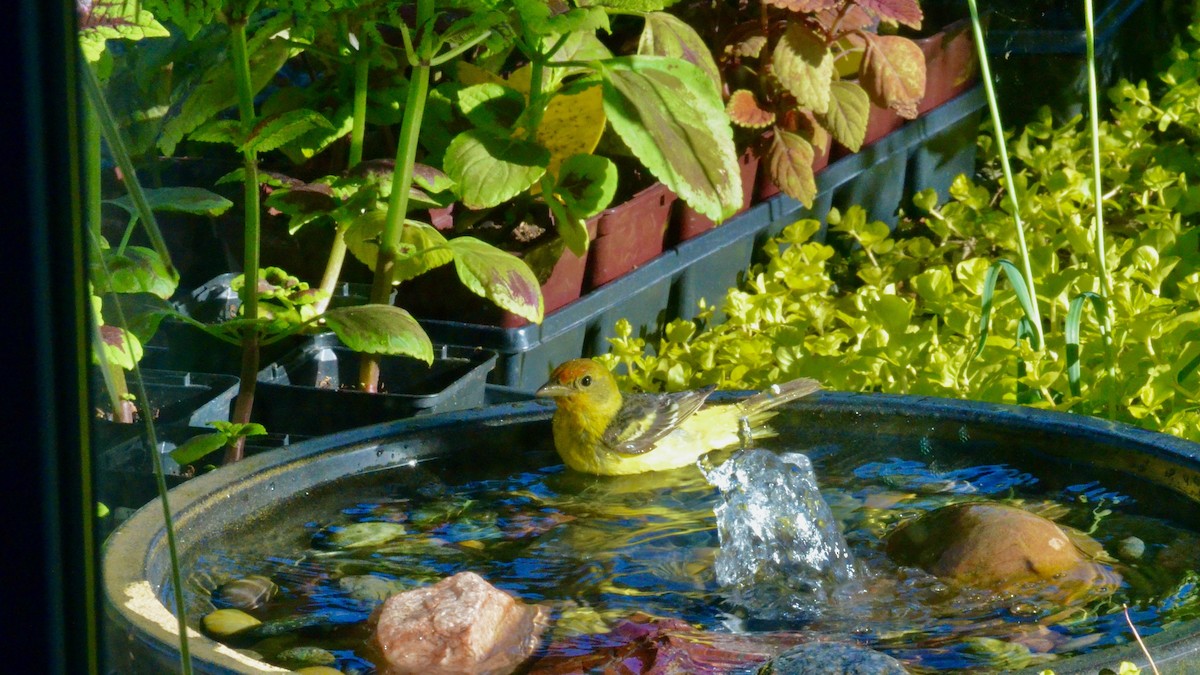 Western Tanager - John Victor