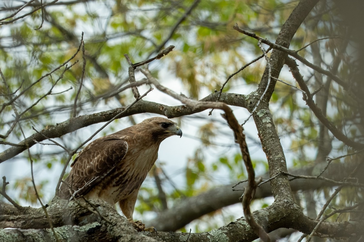 Red-tailed Hawk - ML618937272