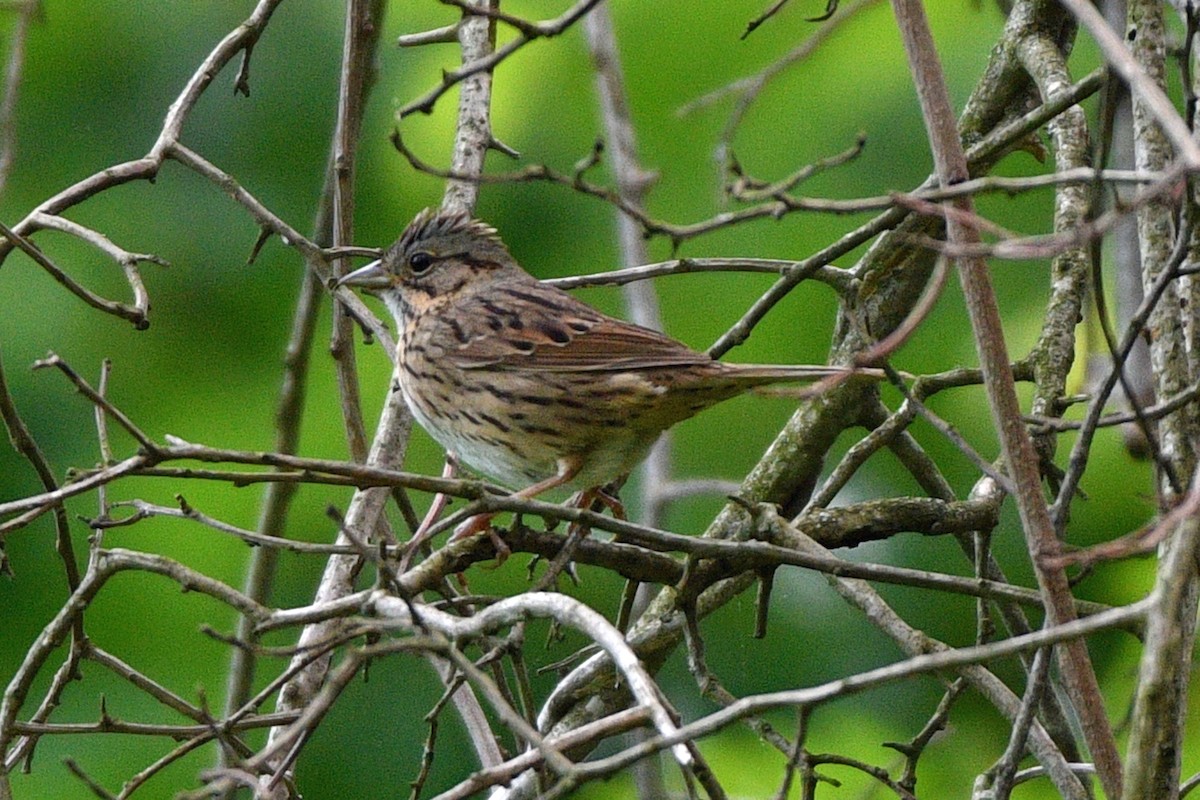 Lincoln's Sparrow - Jim Ivett