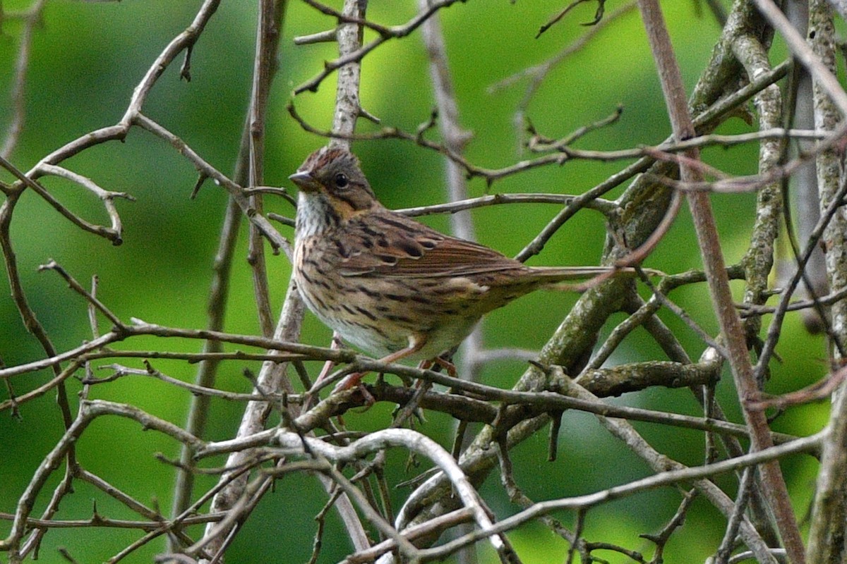 Lincoln's Sparrow - Jim Ivett