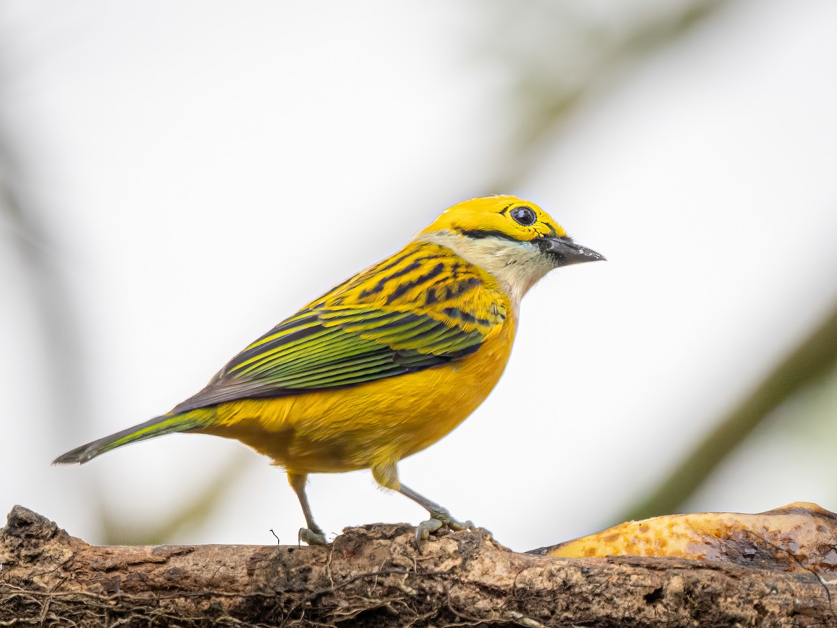 Silver-throated Tanager - Steven Lasley