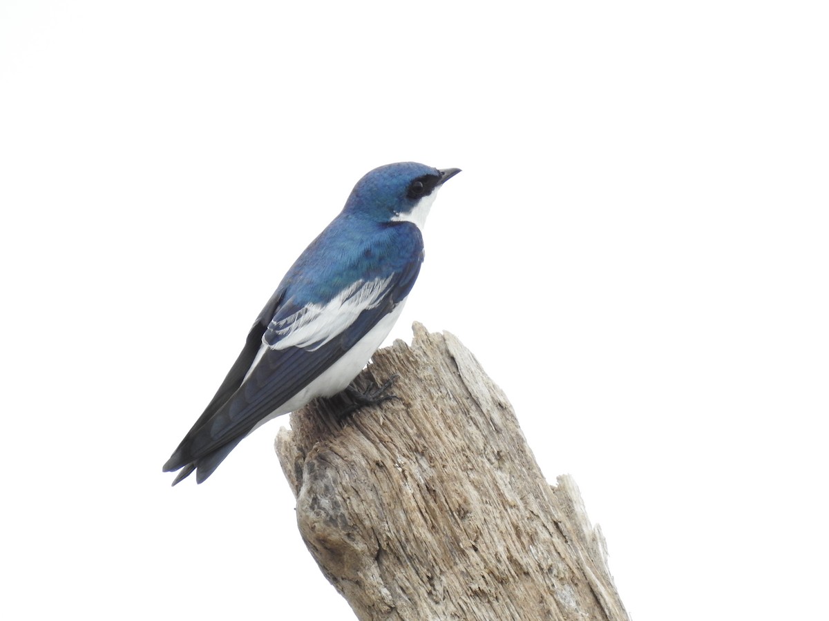 White-winged Swallow - Diana Patricia Deaza Curico