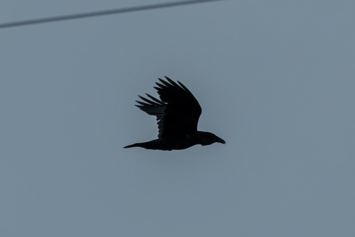 Common Raven - ML618937351