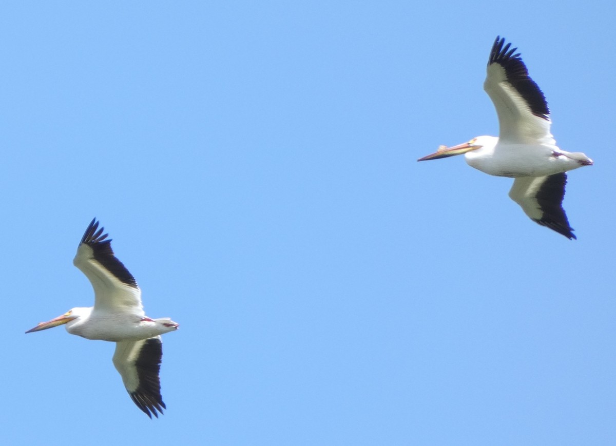 American White Pelican - Blake Garretson