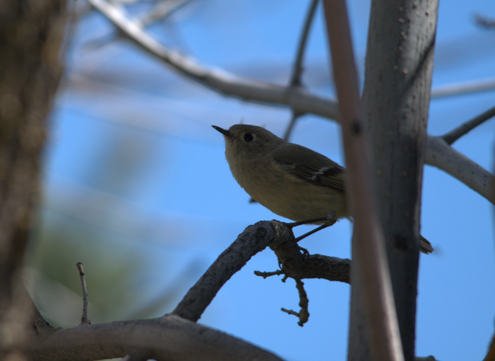 Ruby-crowned Kinglet - Annie Beckstrand