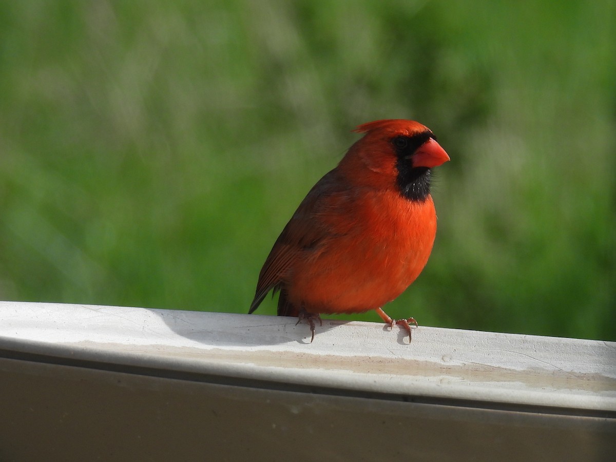 Northern Cardinal - Melody Walsh