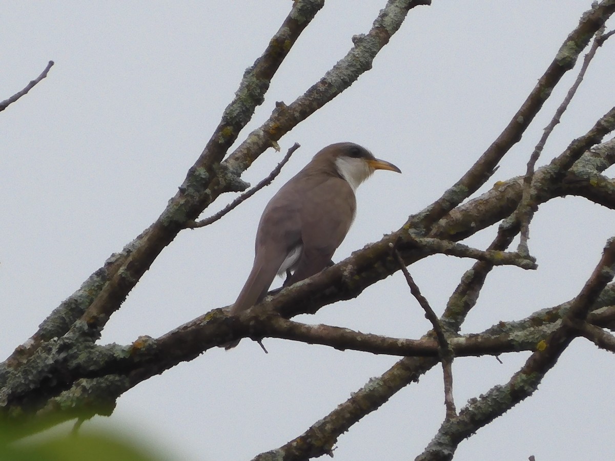 Yellow-billed Cuckoo - Nancy Bruce