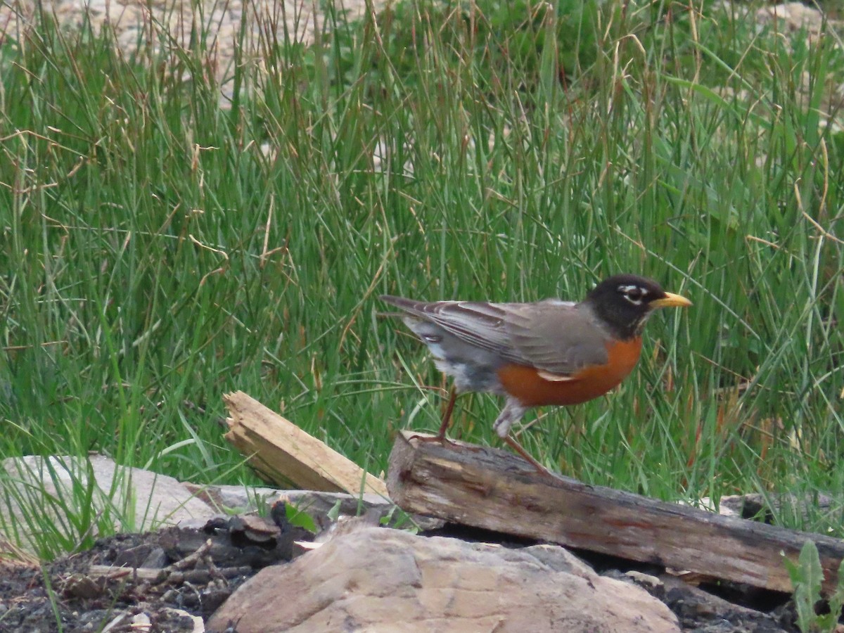 American Robin - Mabel Bredahl