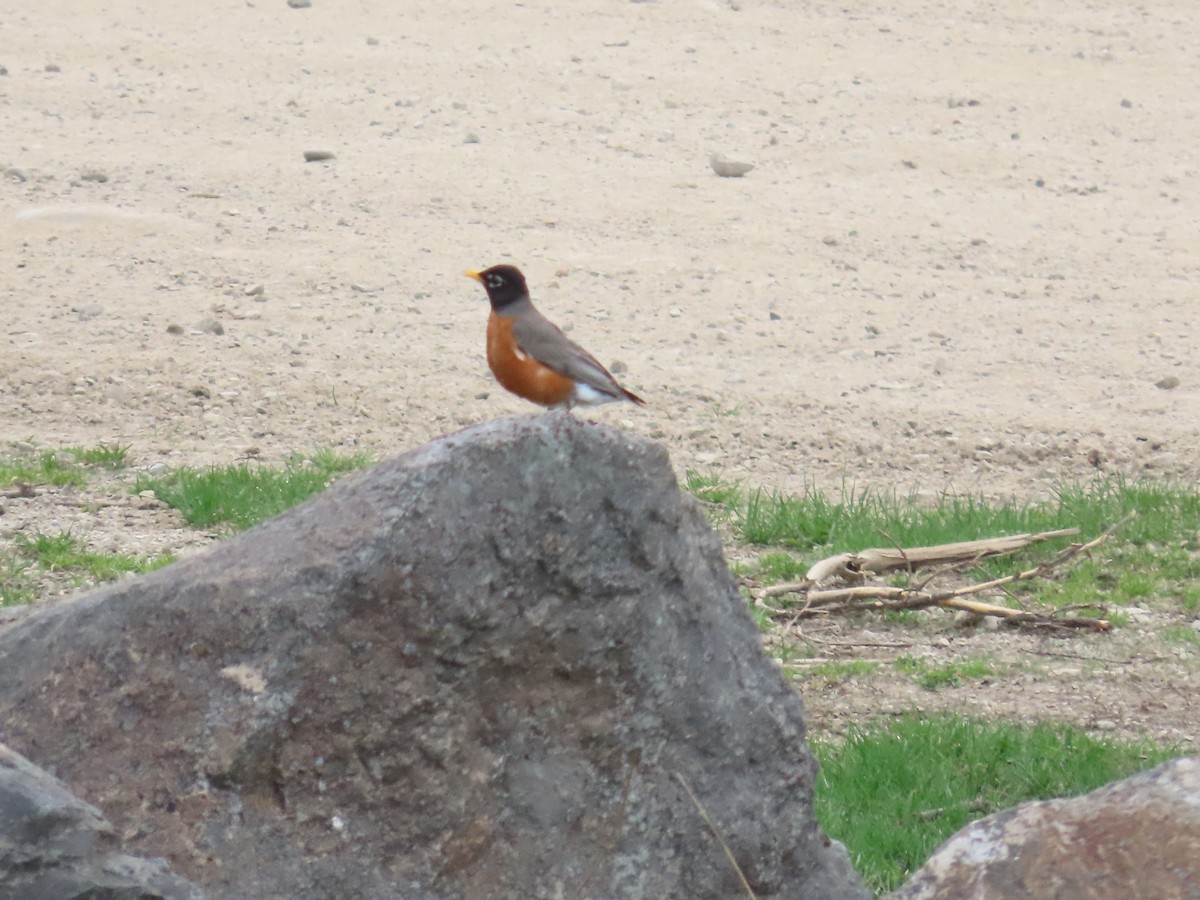 American Robin - Mabel Bredahl